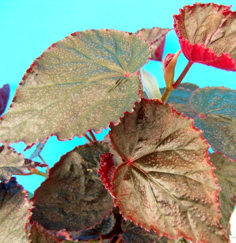 B. ‘Margaret P. Holmes’